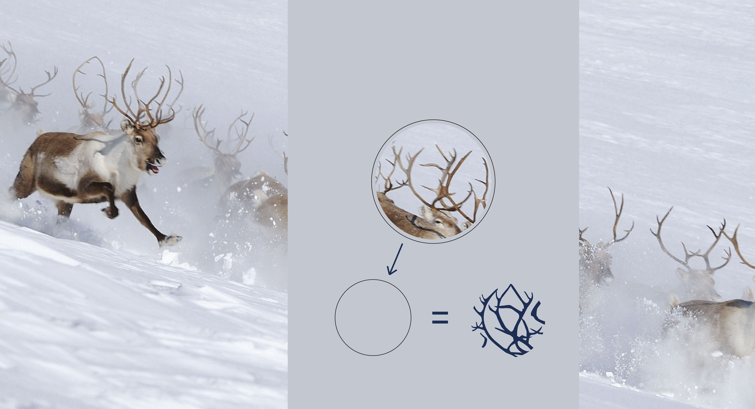 Bilde som viser hvordan logoen til rein frå Jotunheimen ble til og hva den ble inspirert av.